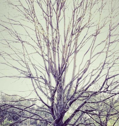 Ranch Mixed Use Plan - 2 Bedrooms