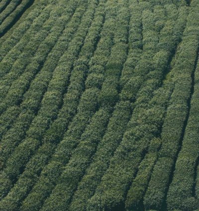 Cottage Residential Plan - 3 Bedrooms