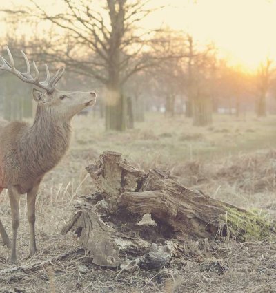 Construction Cost Estimate