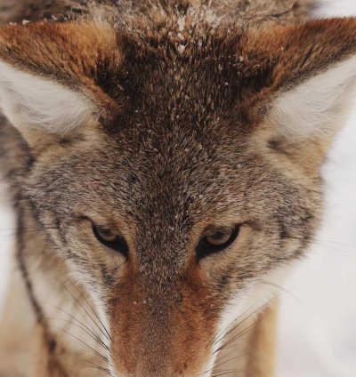 Construction Cost Estimate (Template)