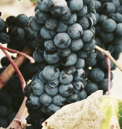 Construction Cost Estimate